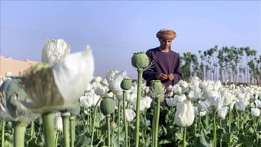 Afganistan’da ilaç piyasasına sert müdahale