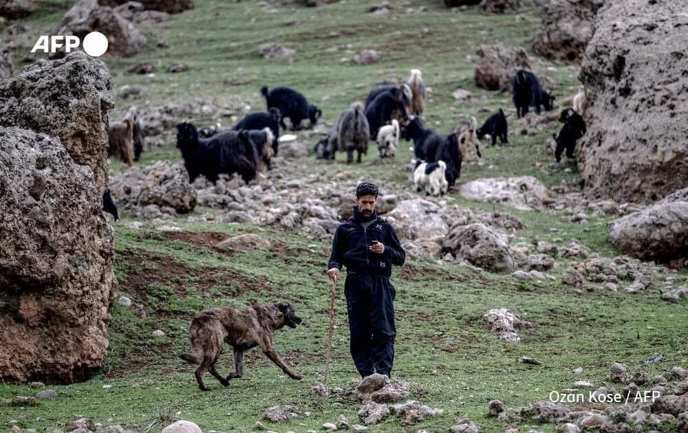 Zagros Dağları'nda İHA'ların gölgesinde çobanlık
