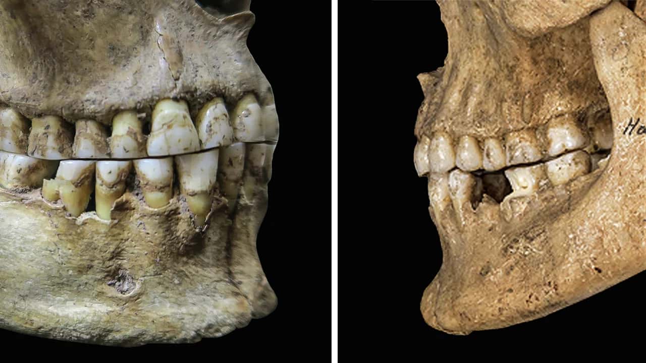 Science: Tarım ve Yumuşak Gıdalar “F” ve “V” Seslerini Hayatımıza Soktu