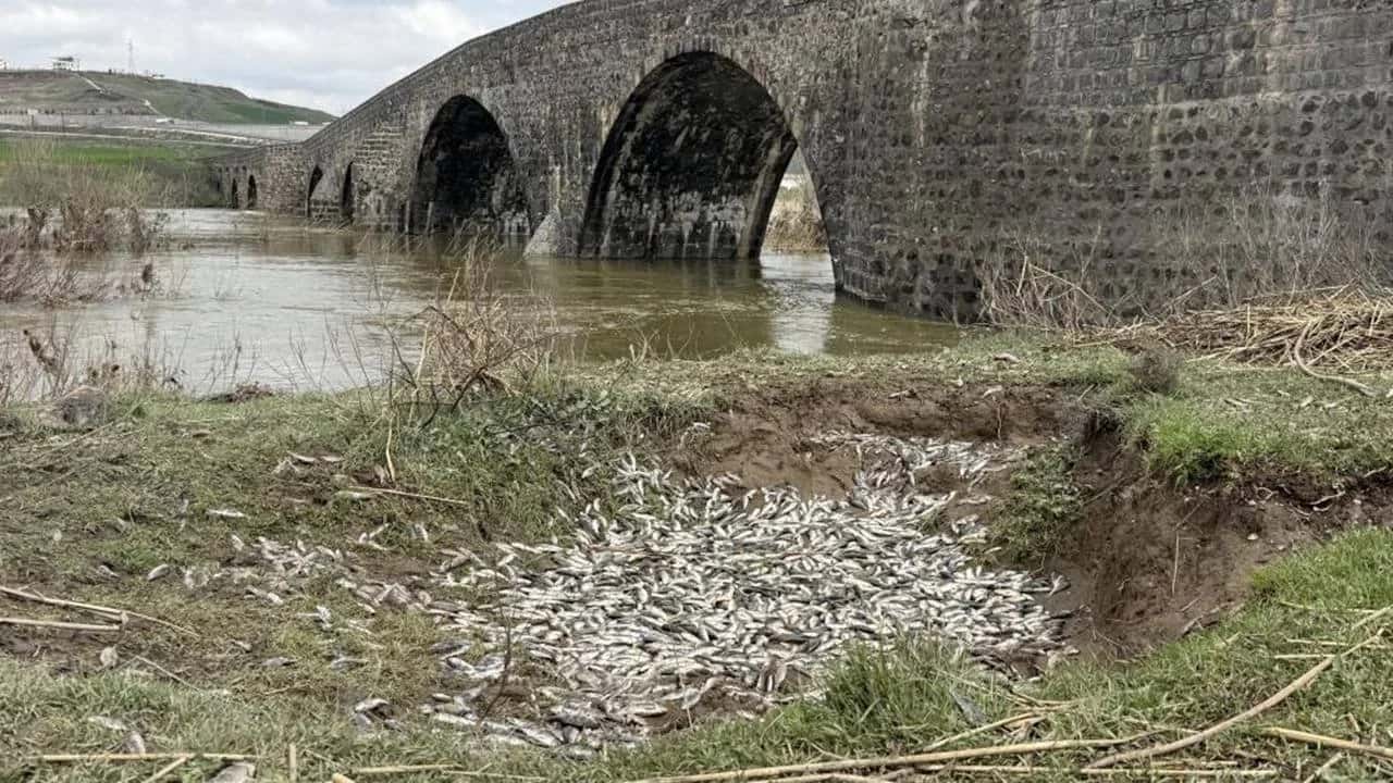 Diyarbakır’da balık ölümleri